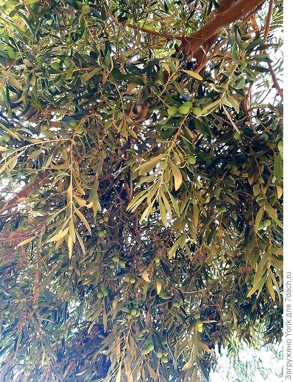 На пляже, вместо зонтика