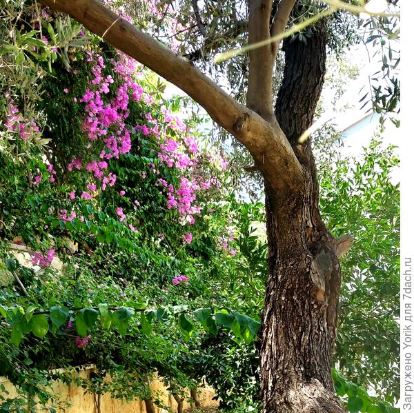 В саду создаётся "яркие пятна" притягивающие внимание