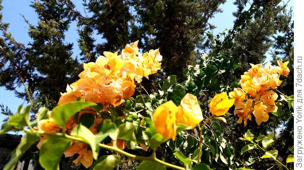 Кремовая окраска цветка