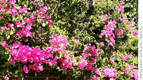 Очень "радостно"  цветёт, поднимая настроение