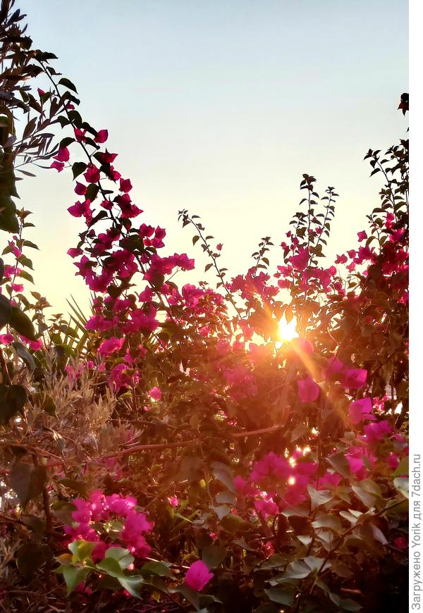 Отлично смотрится на закате