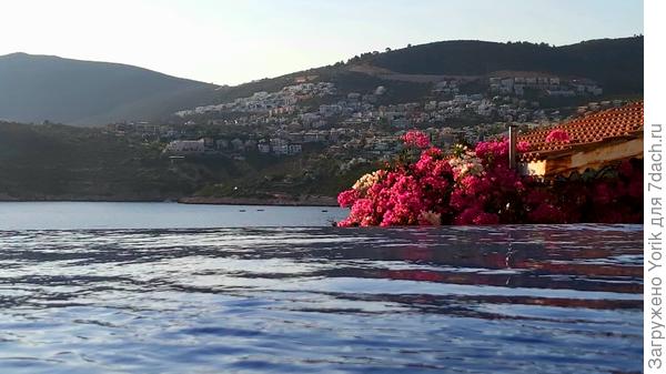 Украшает любой тип южного дворика