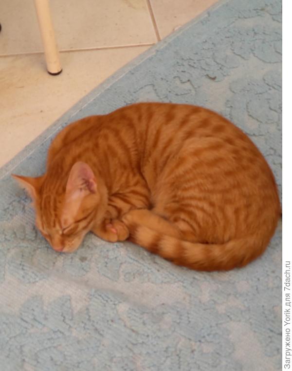 Все утро носились за бабочками, да жуками