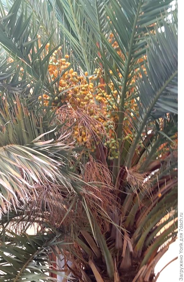 не очень высокая, но пальма!