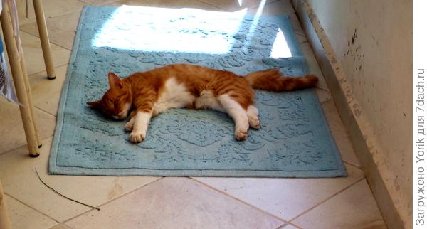 послеобеденный кейф