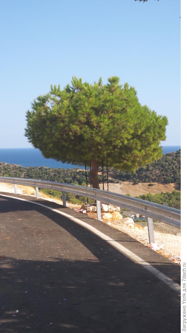 Придорожная сосна