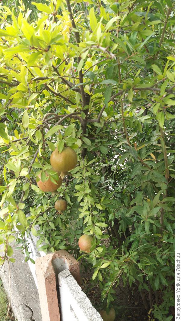 Созревающие гранаты