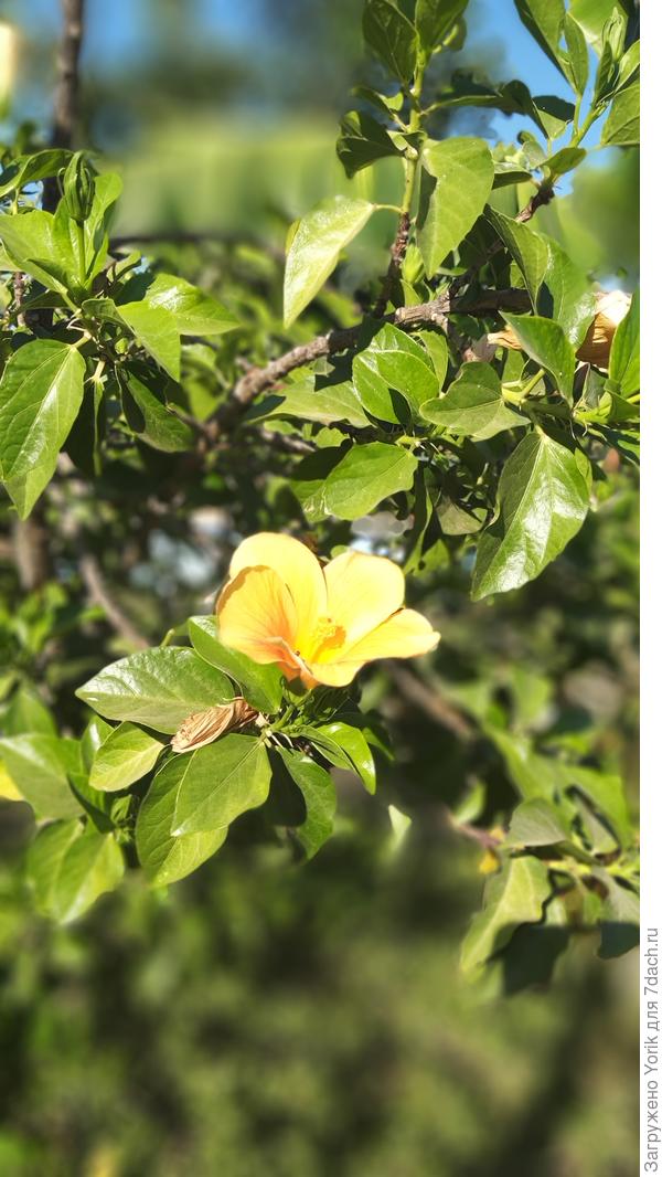 Ещё одна незнакомка