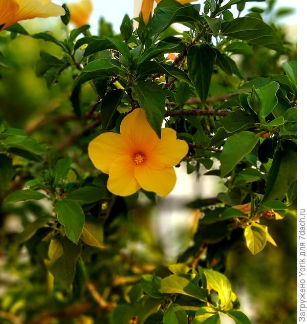 Ну и конечно, красавец нибискус