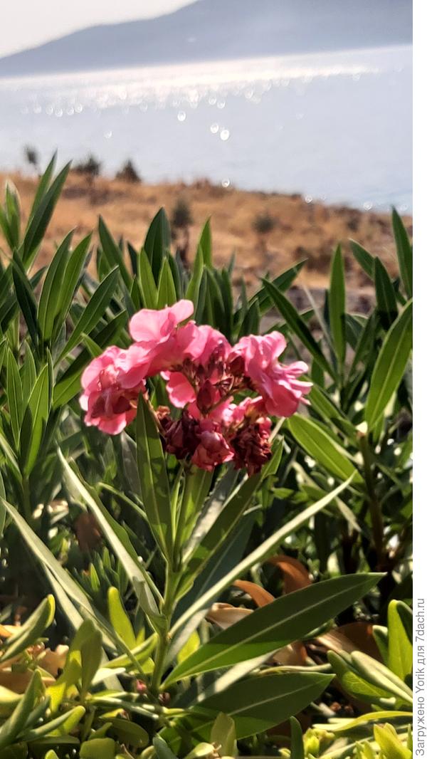 Цветение олеандра