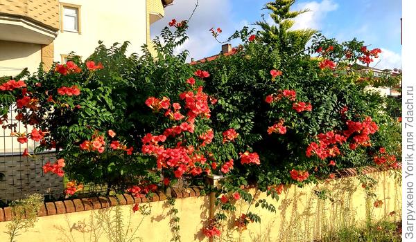 Кампсис в полном расцвете