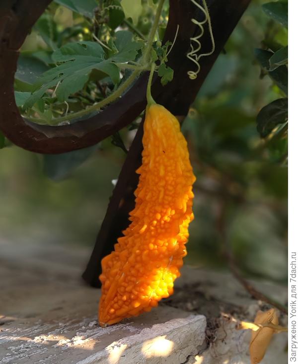 Такой вот незнакомец, с листьями как у арбуза