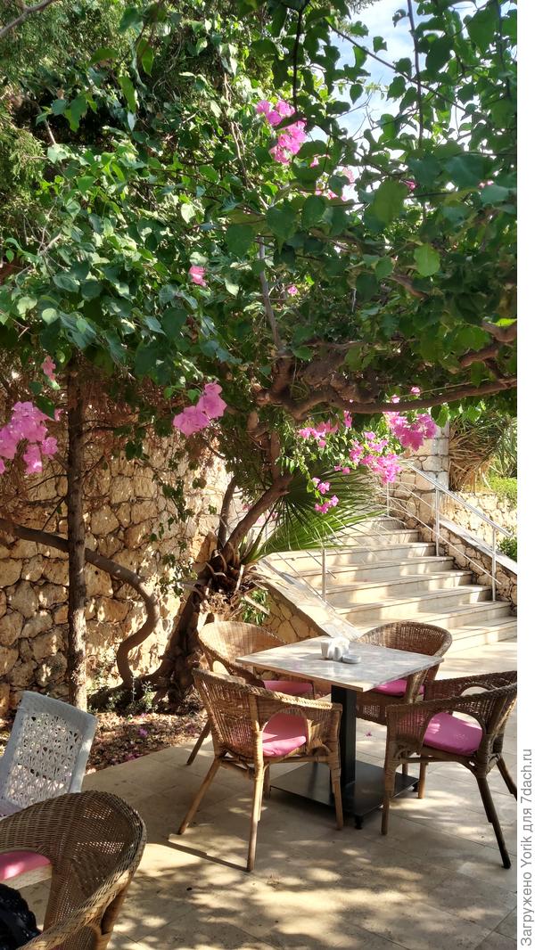 Бугенвеллея - украшение кафе