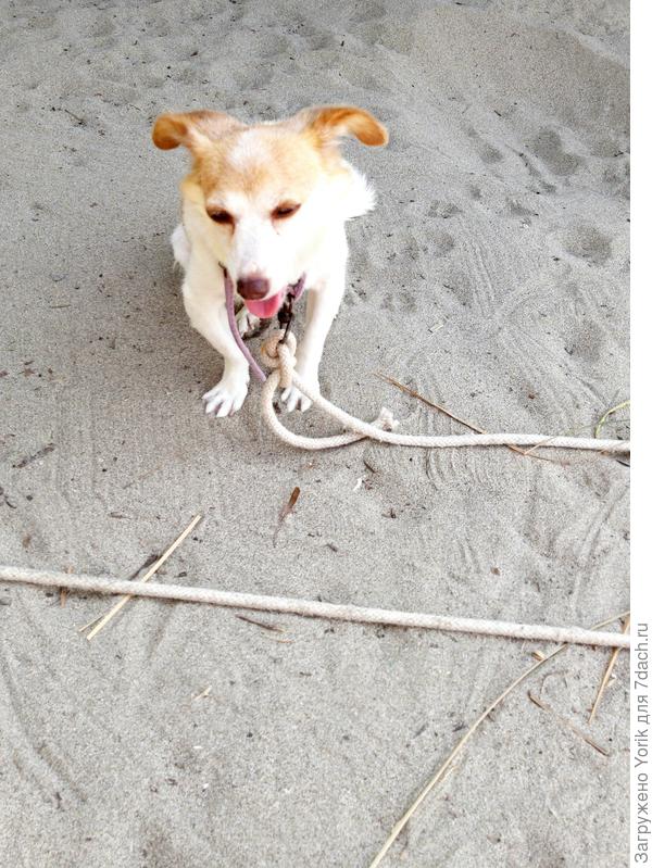 меня развеселила толщина веревки