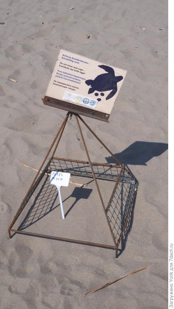 поэтому где есть.кладка указано время, и в подходящее время, следят, чтобы помочь черепашатам добраться до моря