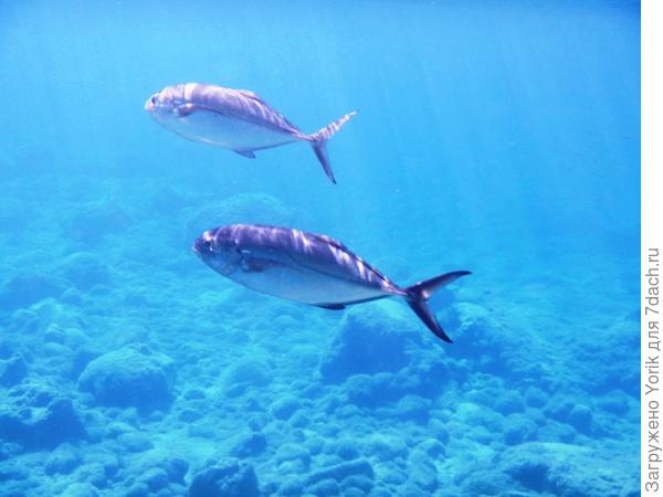 Но повезло вот с этими обитателями, правда это было не в этот раз
