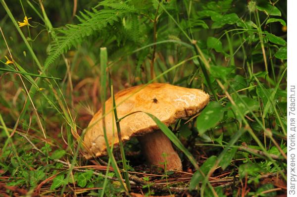 Вот такие &quot;турецкие&quot; грибы