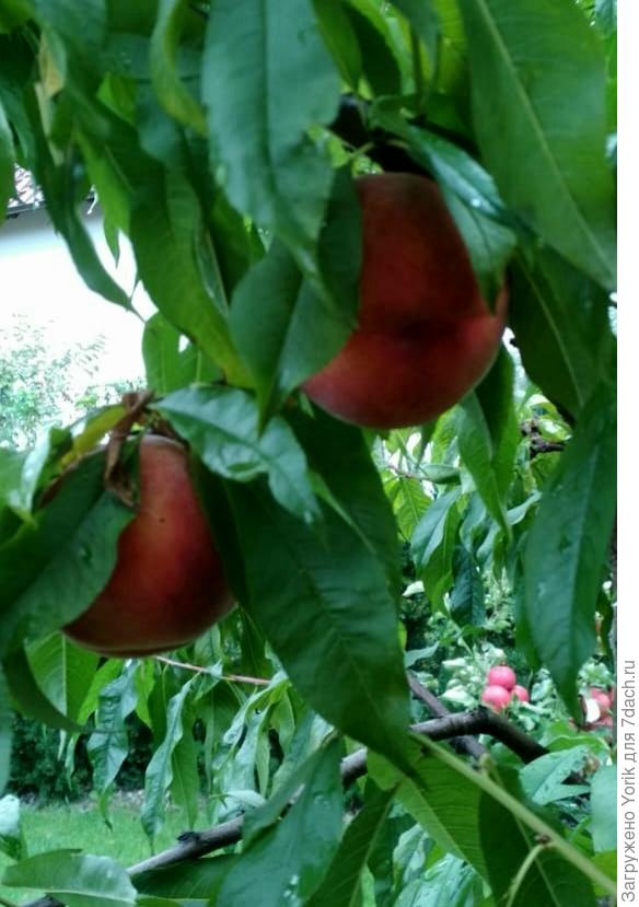 фото 20 сентября. Последние персики урожая этого года