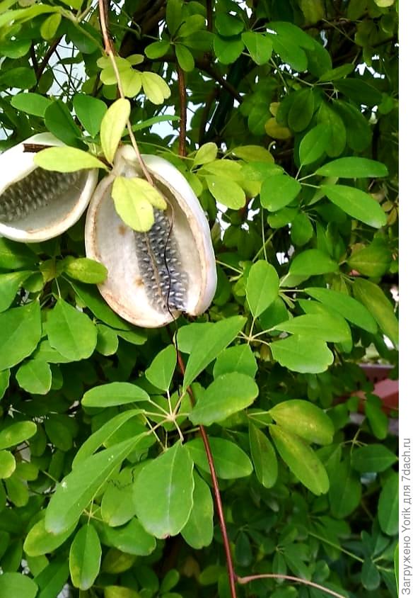 уже перезрела