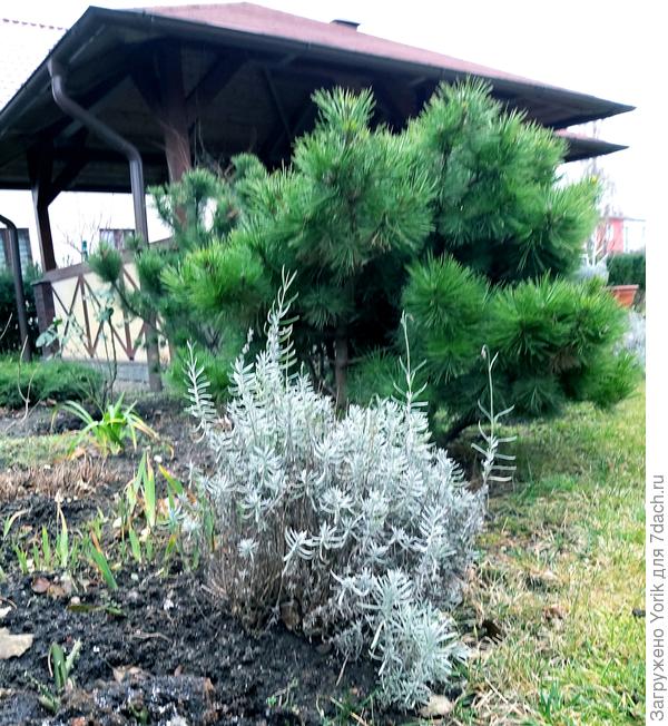 Такая вот, садовая эклектика