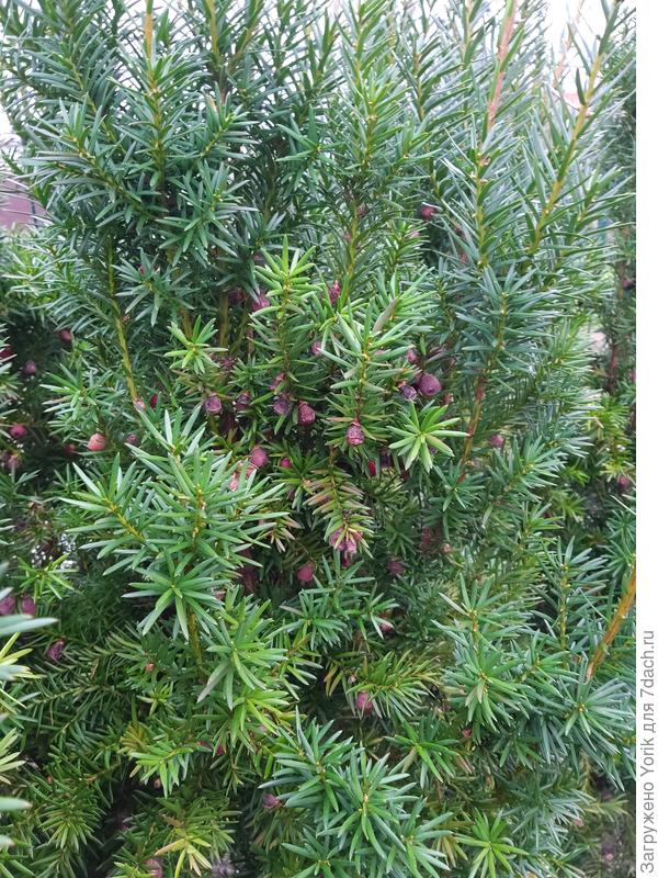 то что еще не сожракали дрозды