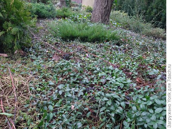 барвинок и кизильник