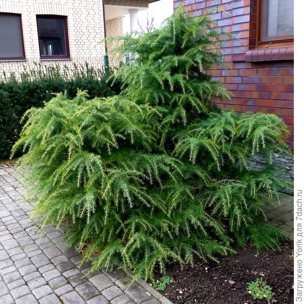 Кедр к зиме приготовился, весь позеленел