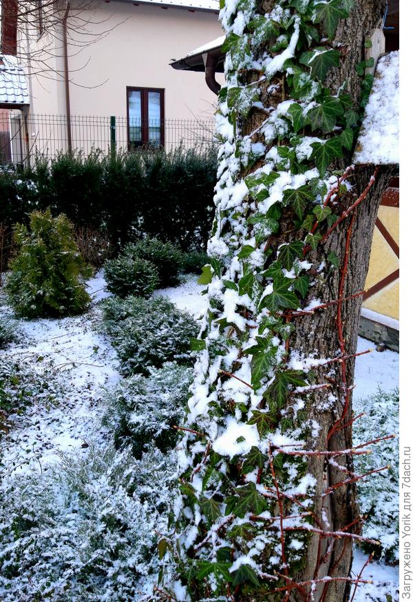 Спрашивали, как плющ соседствует с черешковой гортензии. Вот, видно что прекрасно.