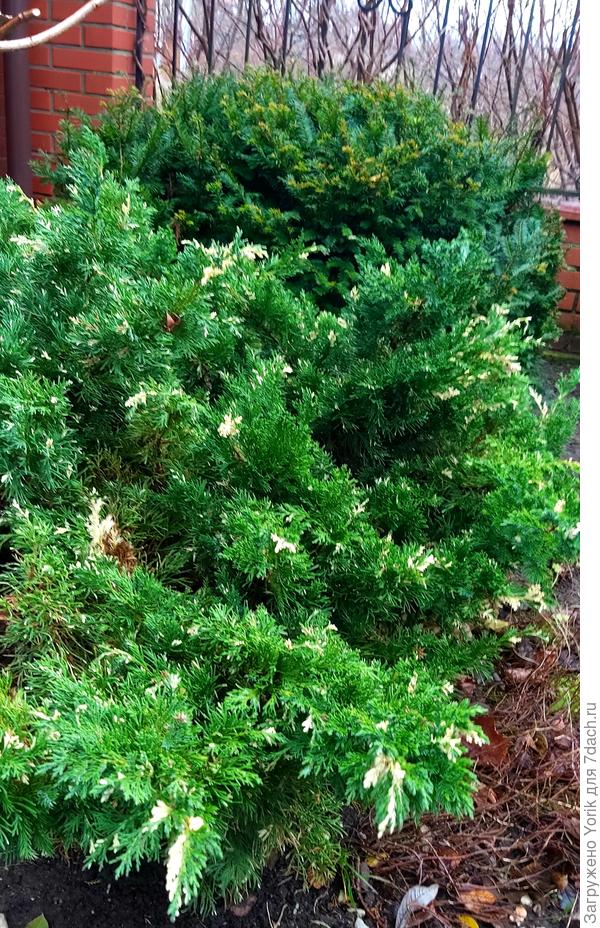 Два соседа тис и можжевельник