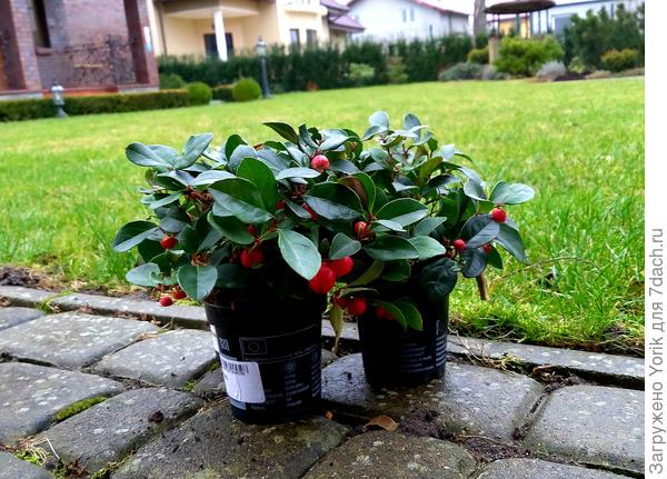 надо идти, куда то посадить