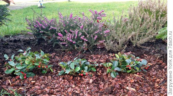 Разве не прелесть? Года через два примут приличный вид