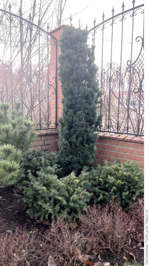 тисовый уголок