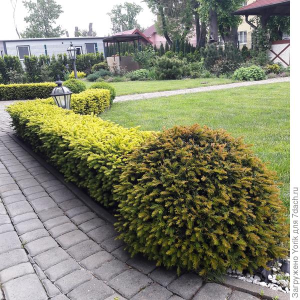 А то он разлохматятся, и потом замучаешься в порядок приводить