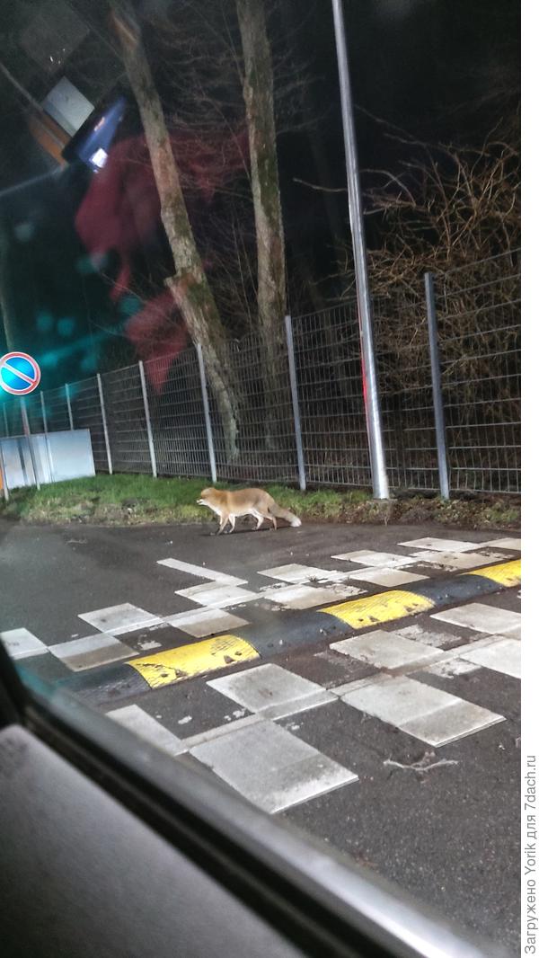 Приходят, чтобы дали вкусняшку, но независимы