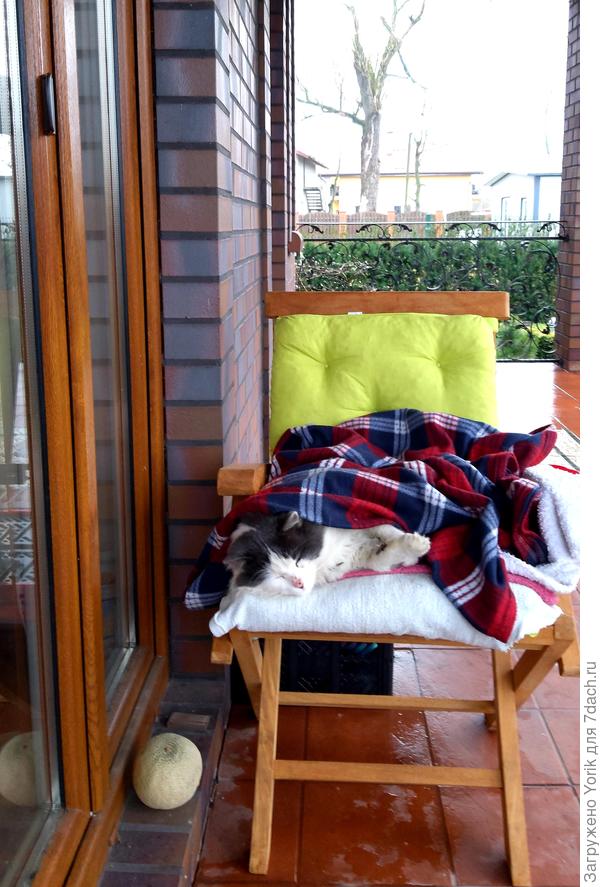 Пуша отдыхает после ночных гулянок. Он просто иногда приходит в гости