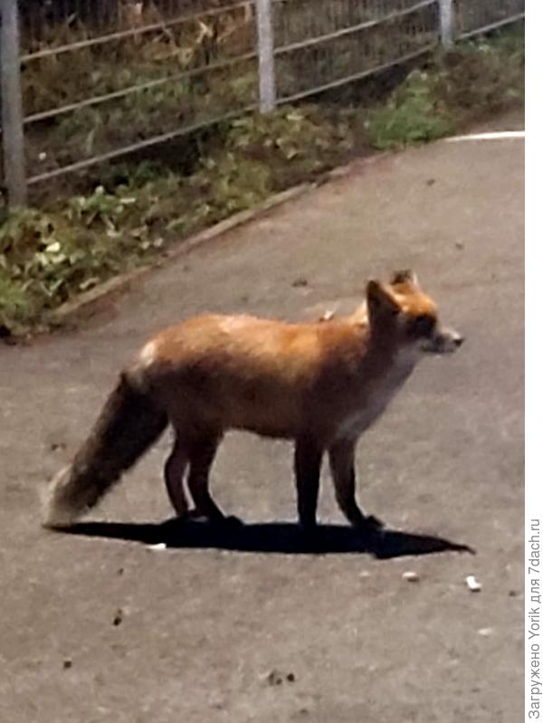 и не голодают