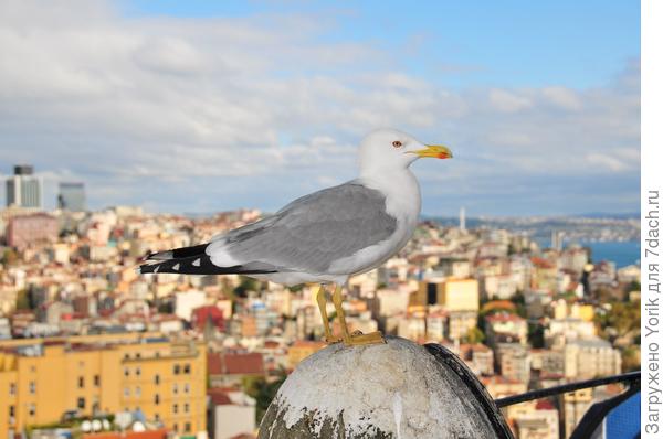 Вот такая фотозвезда. Позирует