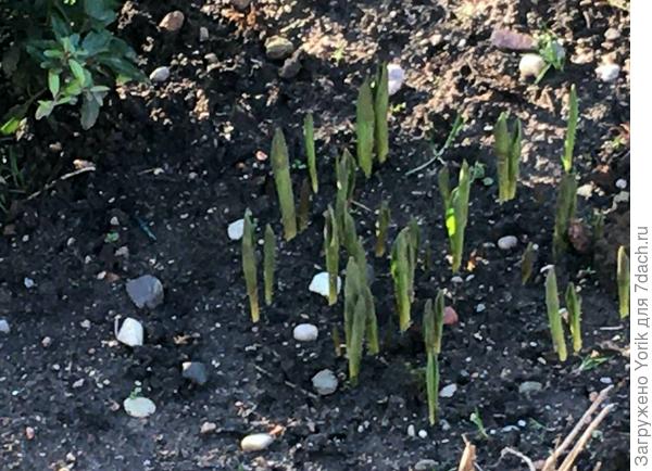 И первые предвестником весны уже появились на клумбах