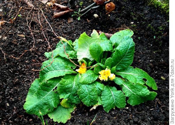 При желании, можно было выйти в сад и полюбоваться цветами