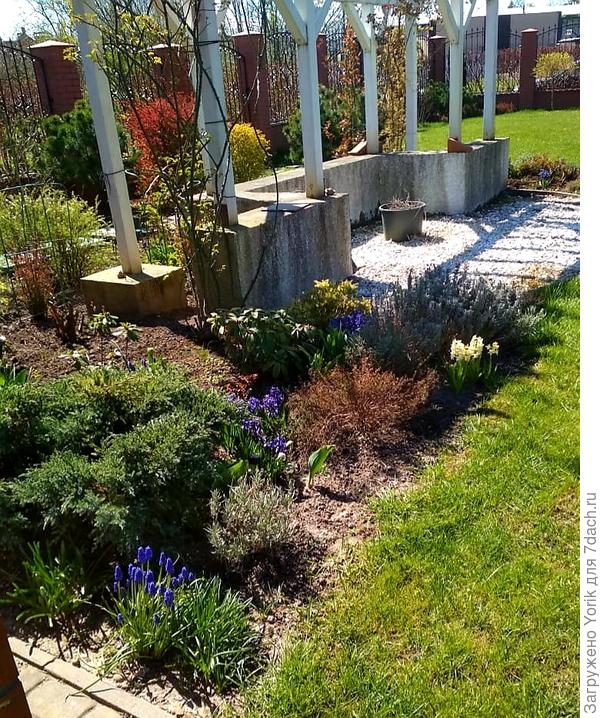 Скоро и растения на клумбе "очухаются"