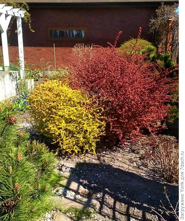 Ну, а барбарисы почувствовали  весну