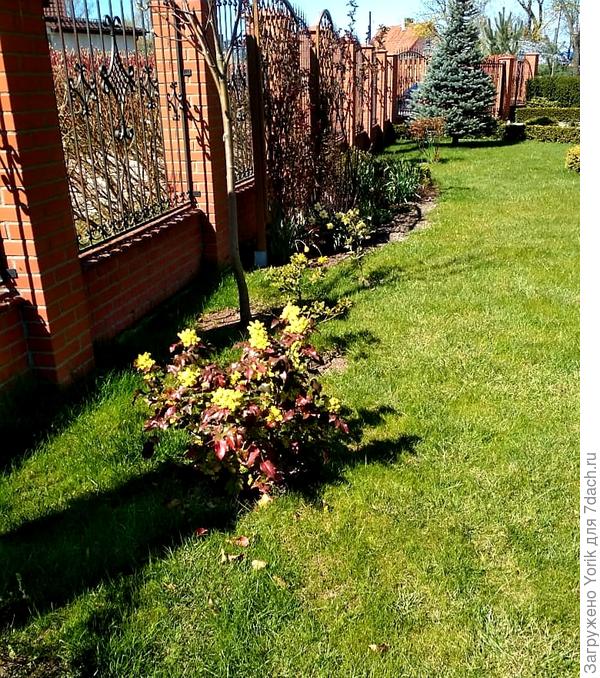 магния уже отцветает.