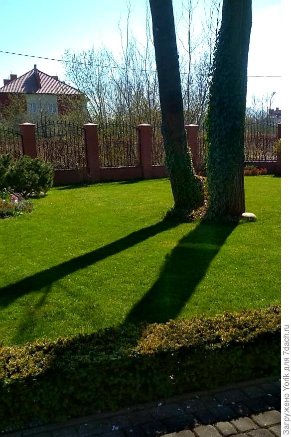 ну и вот такой вот весенний газон