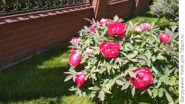 а пионы, припозднились и у нас