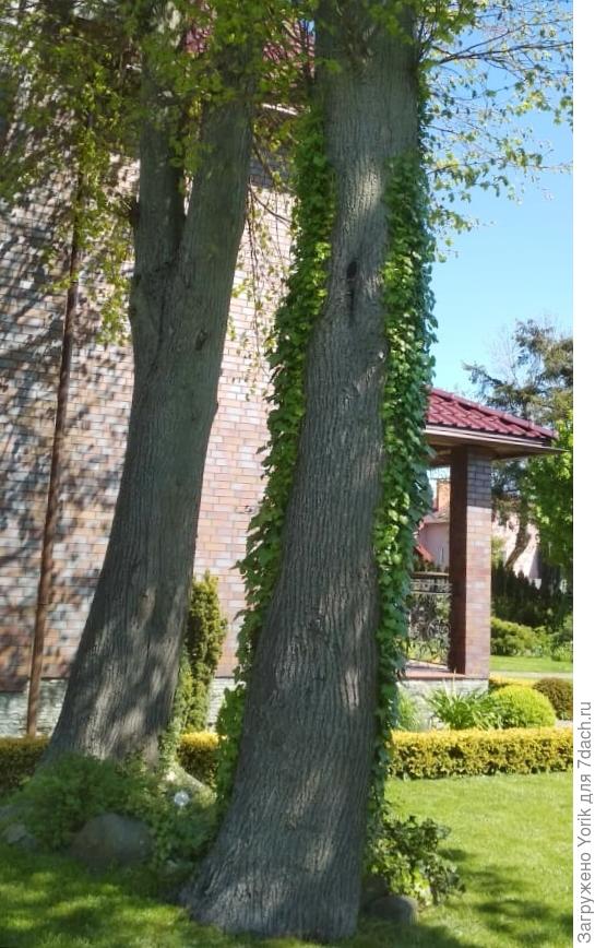 Плющ за зиму маханул