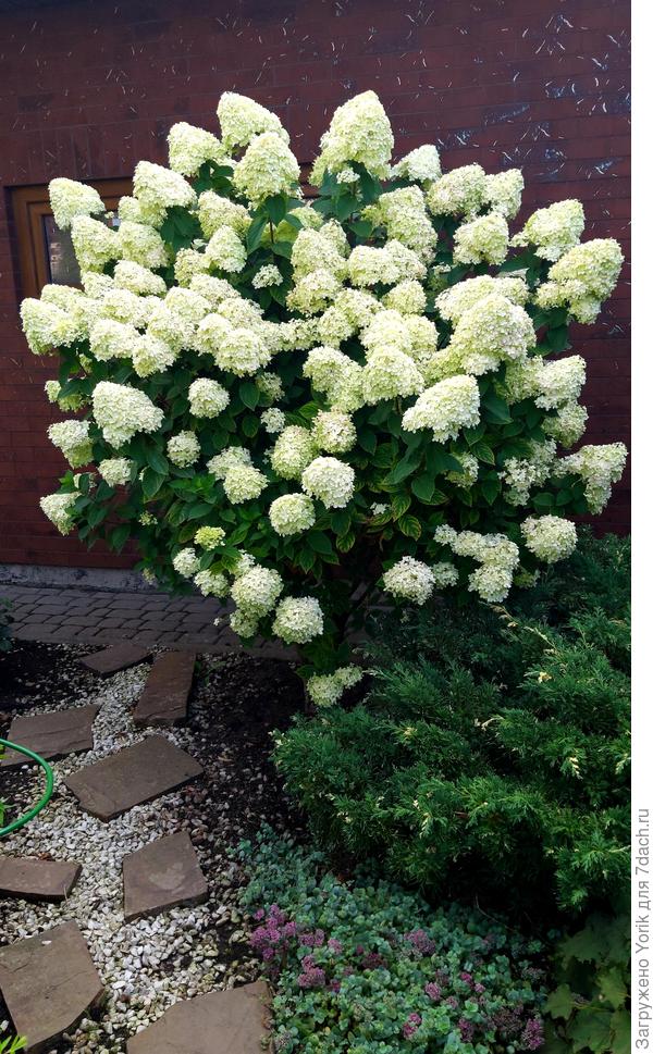 Гортензия в полный рост
