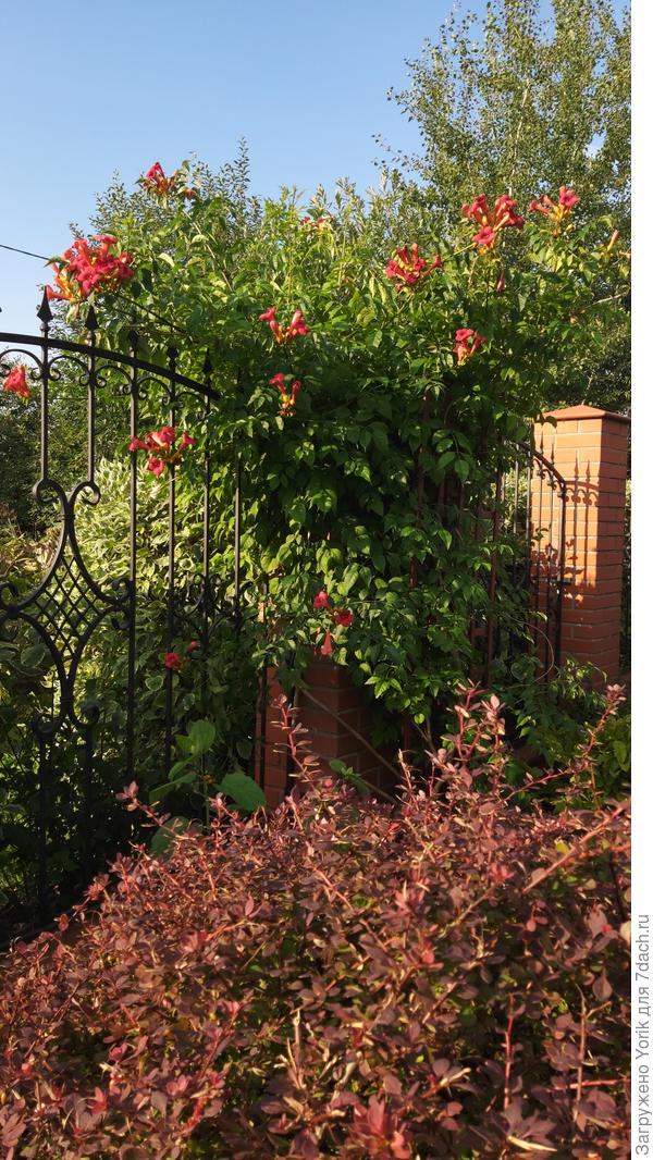 знаю, что повторяюсь, но понравилась фотография