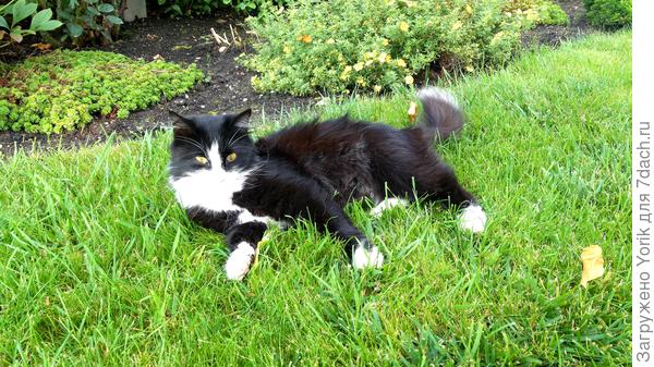 В гости пришла Брунгильда. Надо чем то угоостить