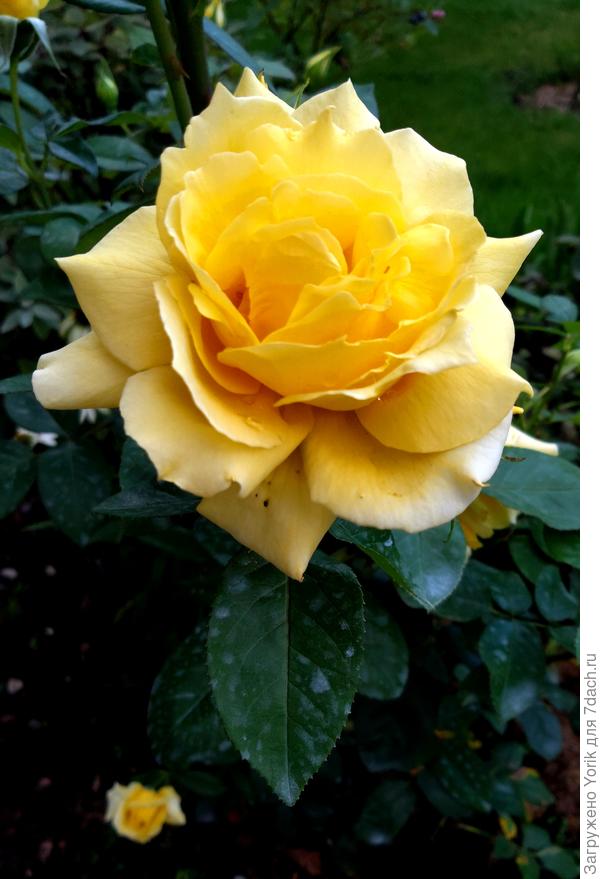 не знаю что за сорт (название утеряно) но очень красивый и ароматный цветок)