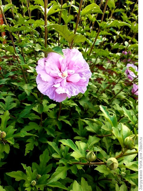 Так вот выглядит цветок